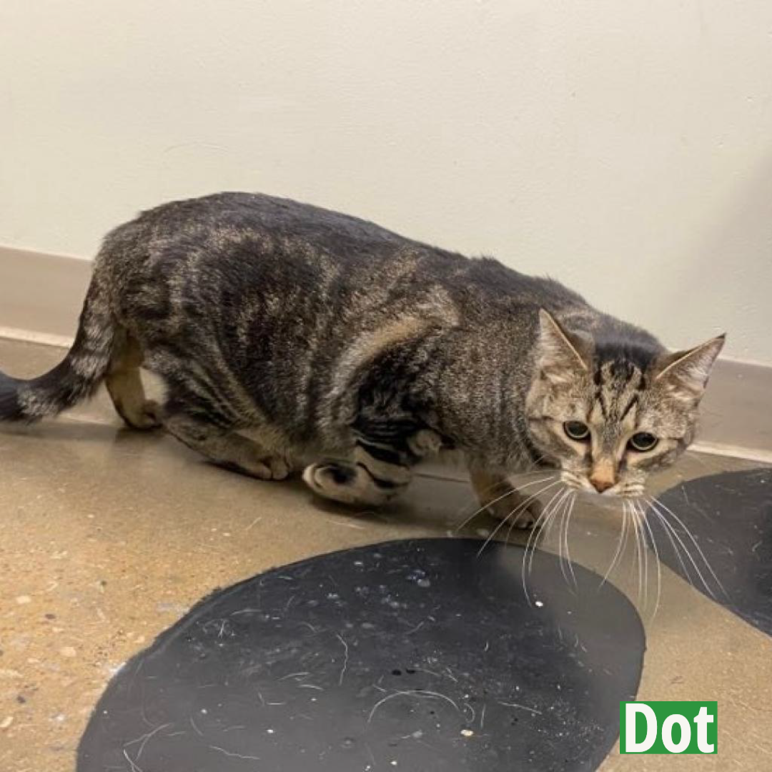 Dot